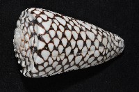大理石芋螺藏品圖，第4張