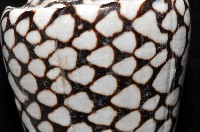 大理石芋螺藏品圖，第5張