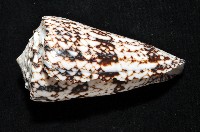 網目大理石芋螺藏品圖，第4張