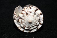 網目大理石芋螺藏品圖，第7張