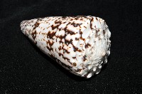 網目大理石芋螺藏品圖，第9張