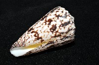 網目大理石芋螺藏品圖，第10張