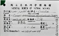 網目大理石芋螺藏品圖，第12張