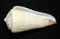 長距芋螺藏品圖，第4張