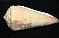 長距芋螺藏品圖，第5張