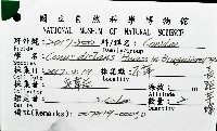 長距芋螺藏品圖，第12張
