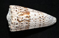 帝王芋螺藏品圖，第3張