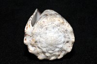 帝王芋螺藏品圖，第6張