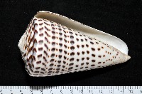 密碼芋螺藏品圖，第2張