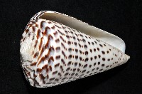 密碼芋螺藏品圖，第3張
