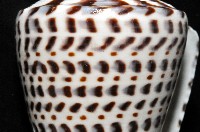 密碼芋螺藏品圖，第7張