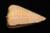 別緻芋螺藏品圖，第3張
