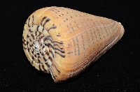 別緻芋螺藏品圖，第7張
