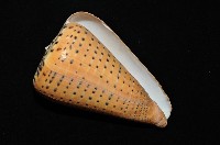 別緻芋螺藏品圖，第9張