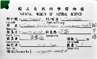別緻芋螺藏品圖，第12張