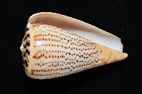 沙漏芋螺藏品圖，第4張