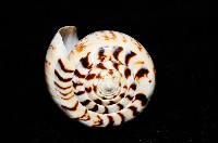 沙漏芋螺藏品圖，第6張