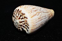 沙漏芋螺藏品圖，第7張