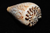 沙漏芋螺藏品圖，第8張
