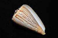 沙漏芋螺藏品圖，第10張