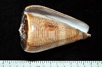 登錄號:007819-00057藏品圖，第1張