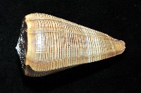 登錄號:007819-00057藏品圖，第2張