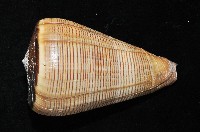 登錄號:007819-00057藏品圖，第3張