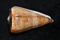 登錄號:007819-00057藏品圖，第4張