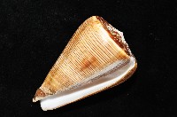 登錄號:007819-00057藏品圖，第10張
