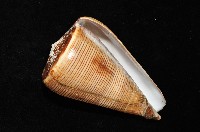 登錄號:007819-00057藏品圖，第11張