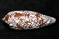 宮廷芋螺藏品圖，第4張