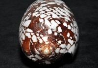 宮廷芋螺藏品圖，第5張