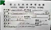 宮廷芋螺藏品圖，第12張