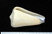 玉女芋螺藏品圖，第2張