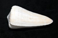 玉女芋螺藏品圖，第3張