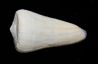 玉女芋螺藏品圖，第4張