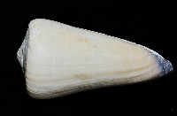 玉女芋螺藏品圖，第5張