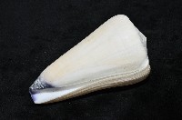 玉女芋螺藏品圖，第7張