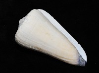 玉女芋螺藏品圖，第8張