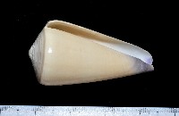 玉女芋螺藏品圖，第9張