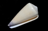 玉女芋螺藏品圖，第10張