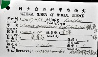 蠟黃芋螺藏品圖，第8張
