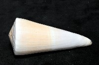 胭脂芋螺藏品圖，第4張