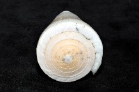 胭脂芋螺藏品圖，第5張