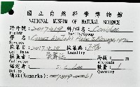 胭脂芋螺藏品圖，第8張