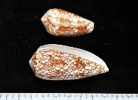 登錄號:007819-00062藏品圖，第1張