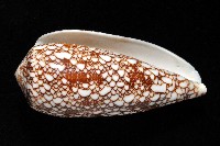 登錄號:007819-00062藏品圖，第2張