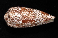 登錄號:007819-00062藏品圖，第3張