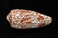 登錄號:007819-00062藏品圖，第4張