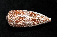 登錄號:007819-00062藏品圖，第5張